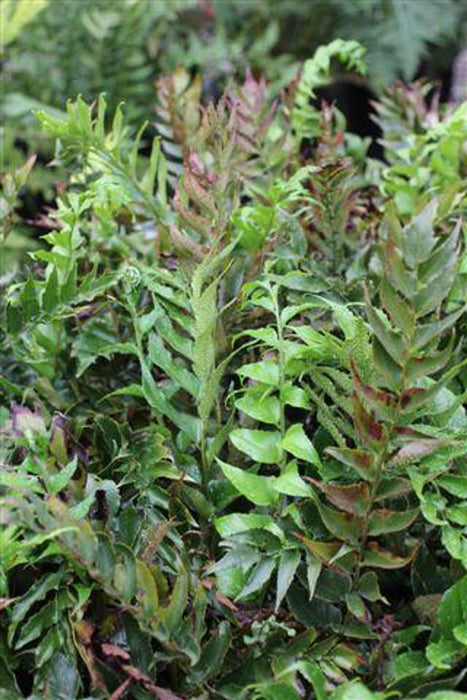 Rochford's Holly Fern