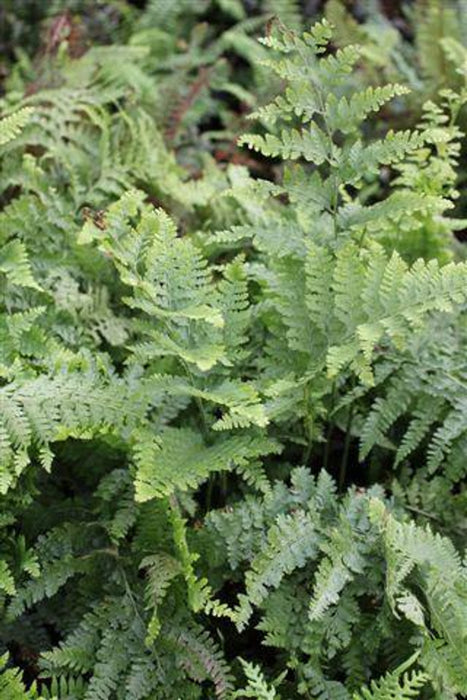 Lace Fern