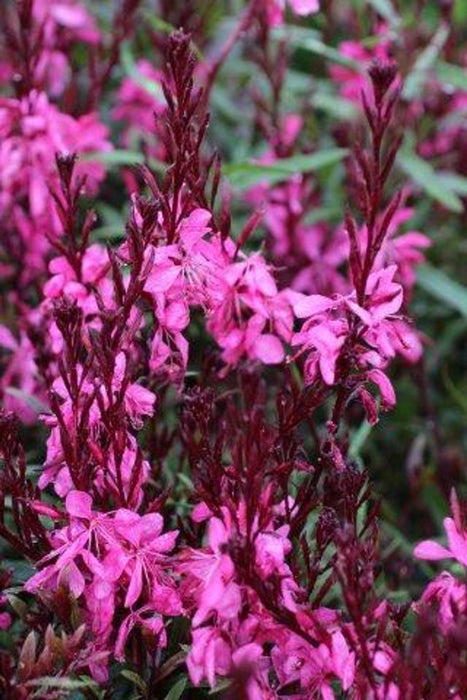 Siskiyou Pink Beeblossom (Wandflower)