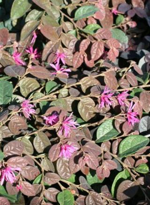 Razzleberri® Fringe Flower (Loropetalum)