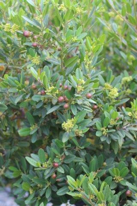 Mound San Bruno Coffeeberry