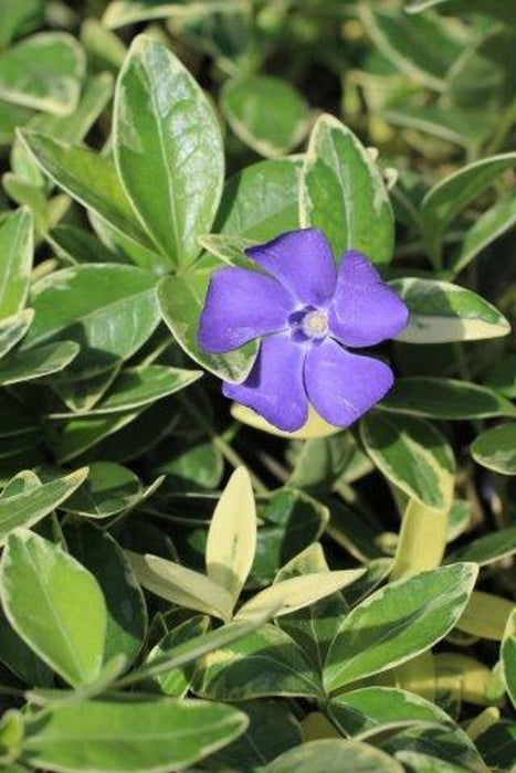 Variegated Periwinkle