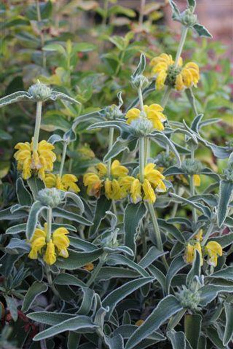 Jerusalem Sage