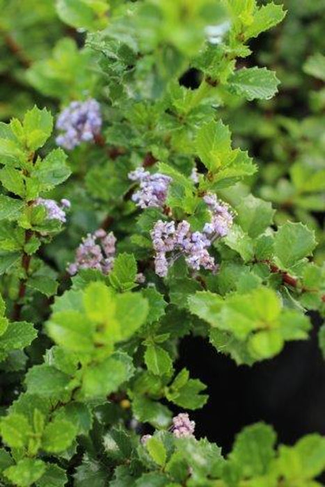 Point Reyes California Lilac (Ceanothus)