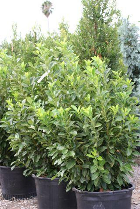 English Laurel