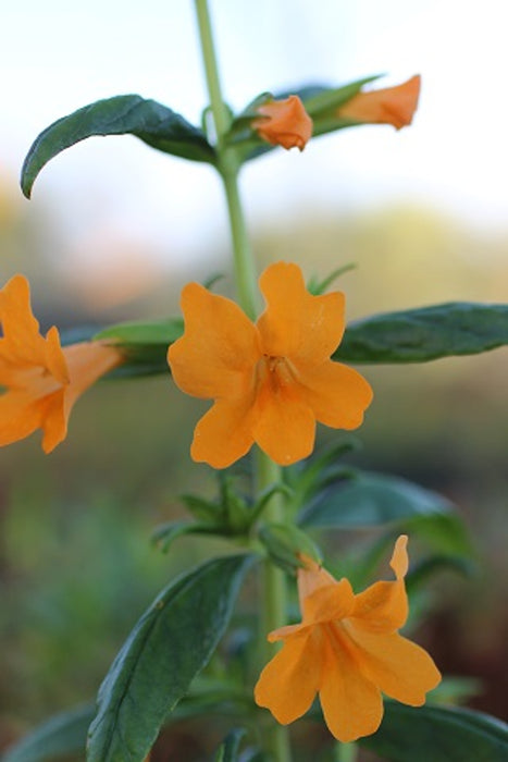 Jelly Bean Monkeyflower