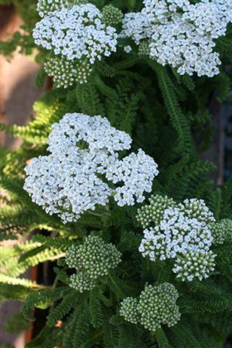 Sonoma Coast Yarrow