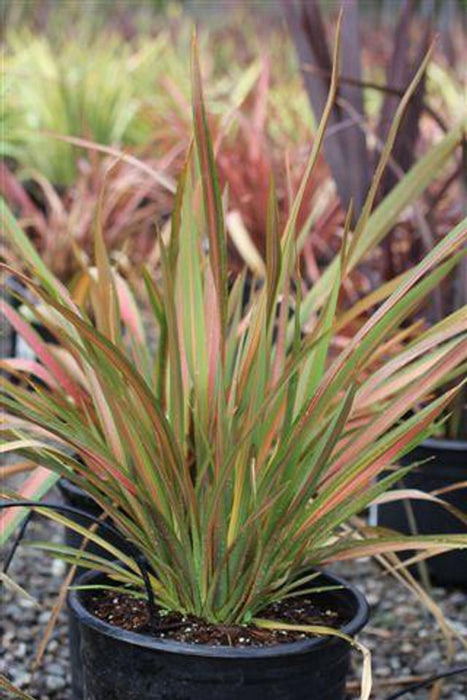 Jester New Zealand Flax