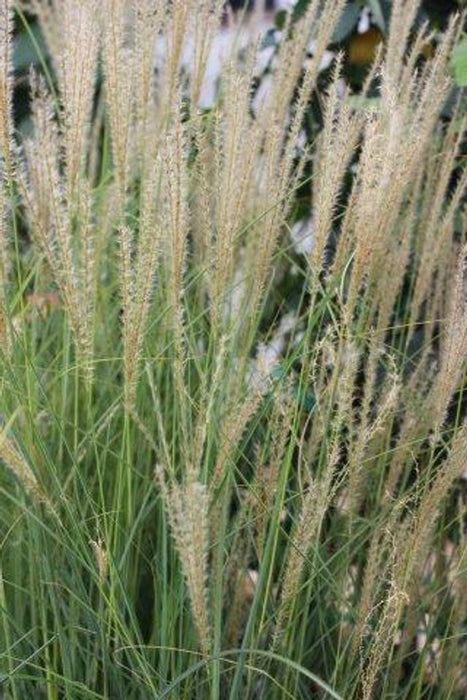 Yaku Jima Japanese Silver Grass