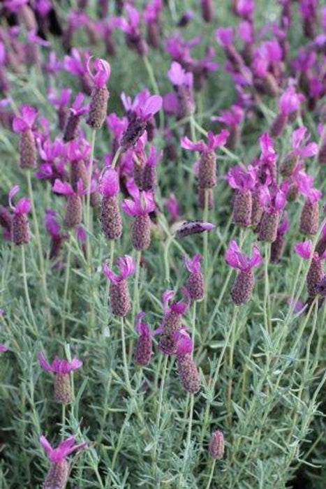 Otto Quast Spanish Lavender