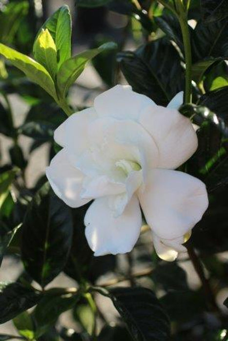 First Love® Gardenia