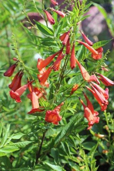 Crimson Flare Trumpet Flower