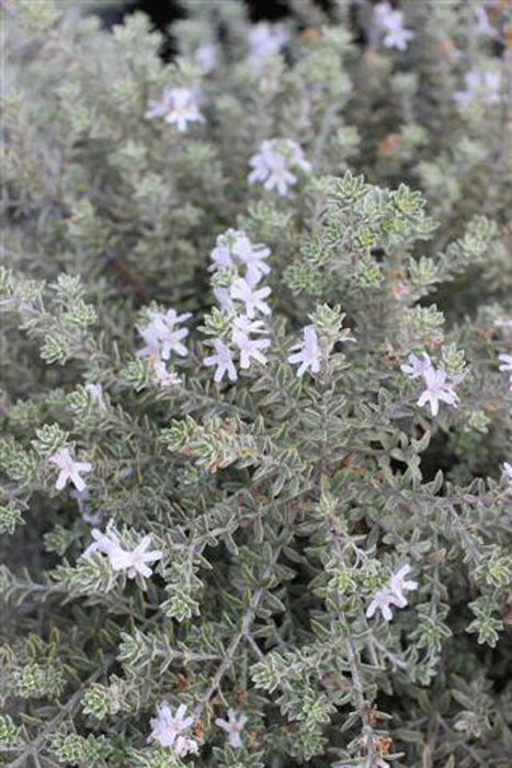 Smokey Coastal Rosemary