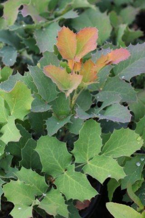 Creeping Oregon Grape Mahonia