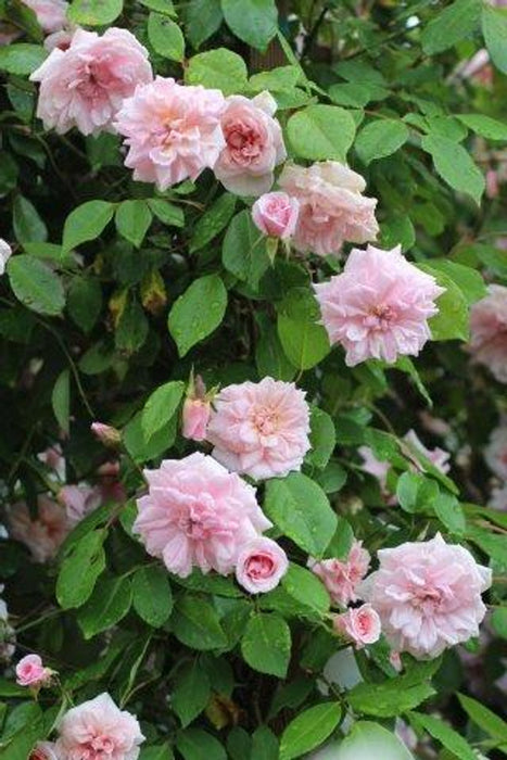 Cecile Brunner Climbing Rose