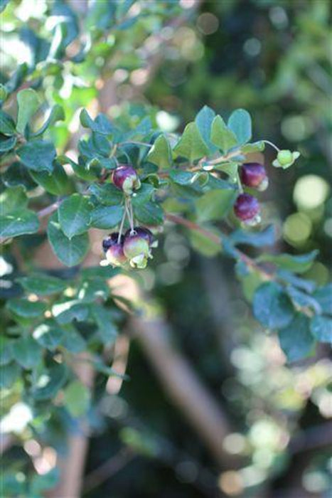 Chilean Myrtle