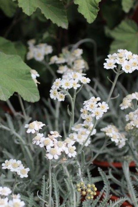 Keller's Yarrow