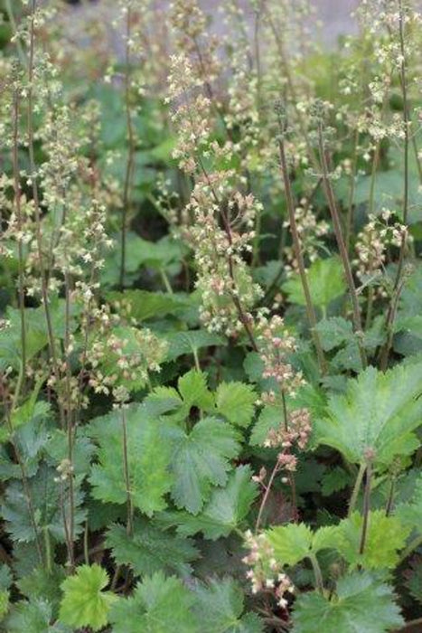 Island Alum Root (Heuchera Maxima)