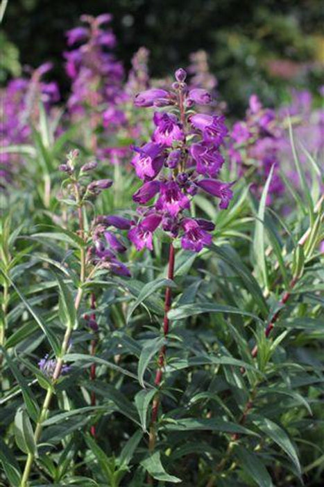 Midnight Beardtongue