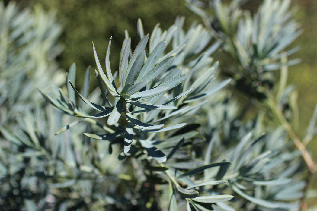 Icee Blue Fern Pine/Yellow-Wood