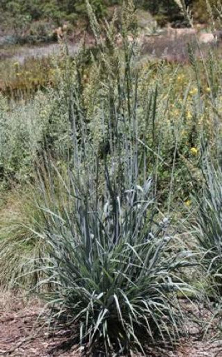 Canyon Prince Lyme Grass