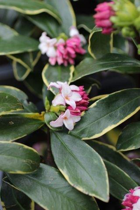 Variegated Winter Daphne