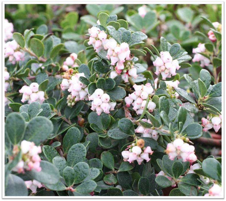 Point Reyes Bearberry