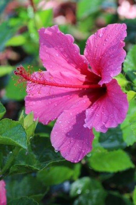 Lipstick Tropical Hibiscus