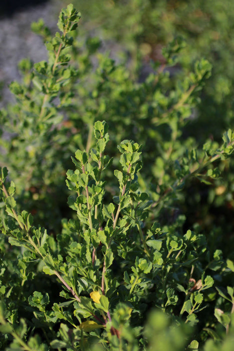 Pigeon Point Coyote Brush