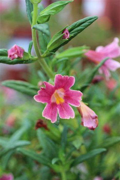 Jelly Bean Monkeyflower