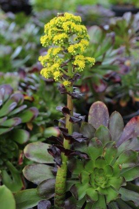 Cyclops Aeonium