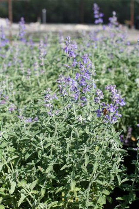 Catmint