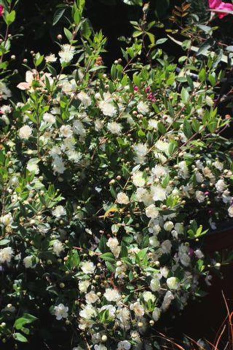 Common Myrtle