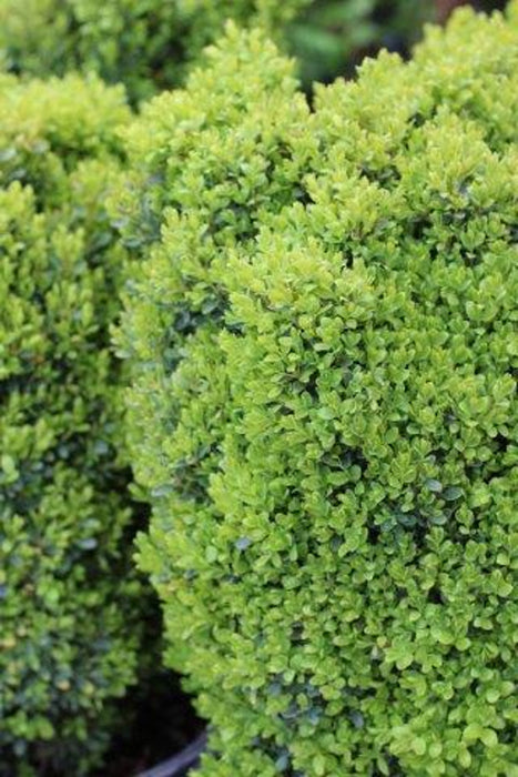 Dwarf English Boxwood