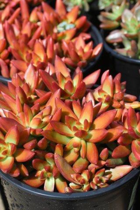 Firestorm Golden Sedum