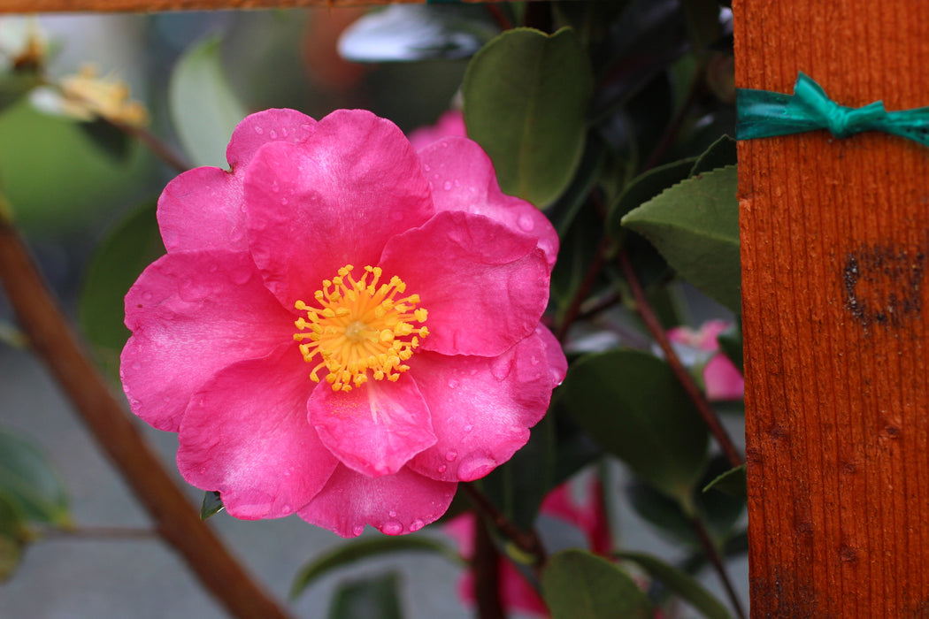 Kanjiro Camellia