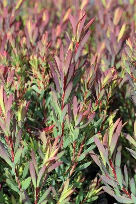 Winter Red Cone Bush