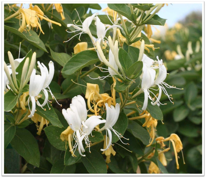 Hall's Japanese Honeysuckle