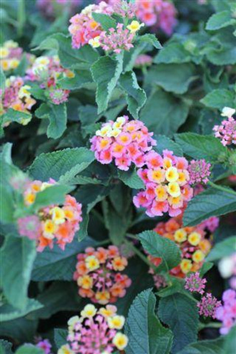 Confetti® Spreading Lantana