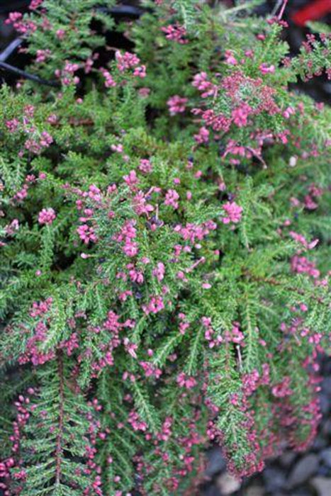 Coastal Gem Woolly Grevillea