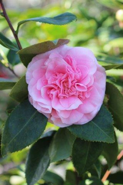 Debutante Camellia