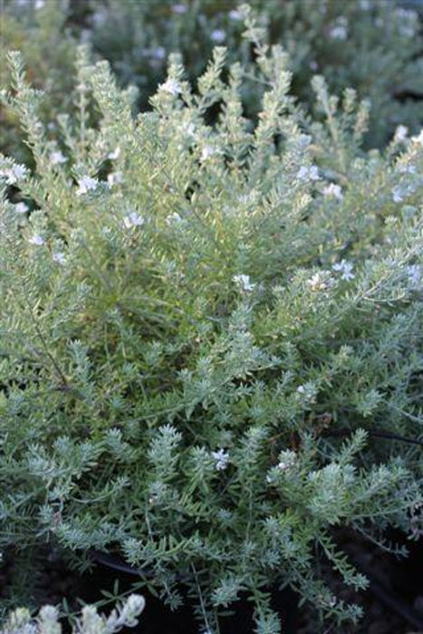 Coastal Rosemary