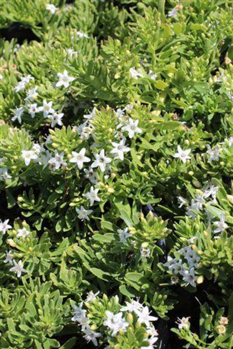 Putah Creek Creeping Myoporum