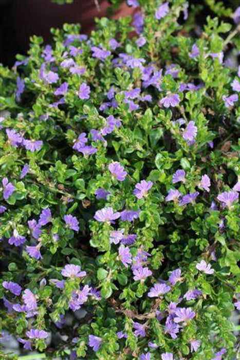 Mauve Clusters Fan Flower