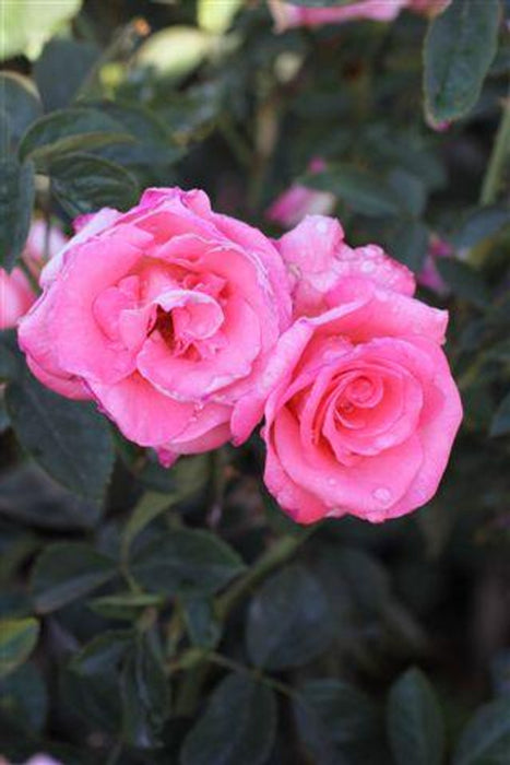 Touch of Class Hybrid Tea Rose