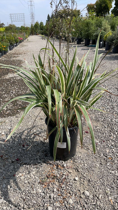 Variegated Flax Lily