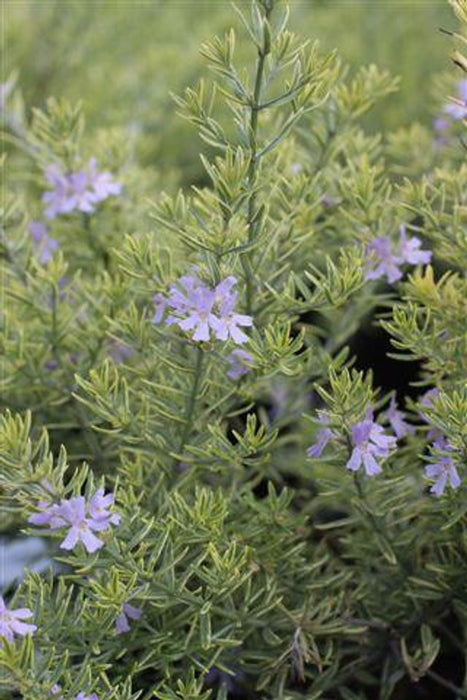 Wynyabbie Highlight Coastal Rosemary