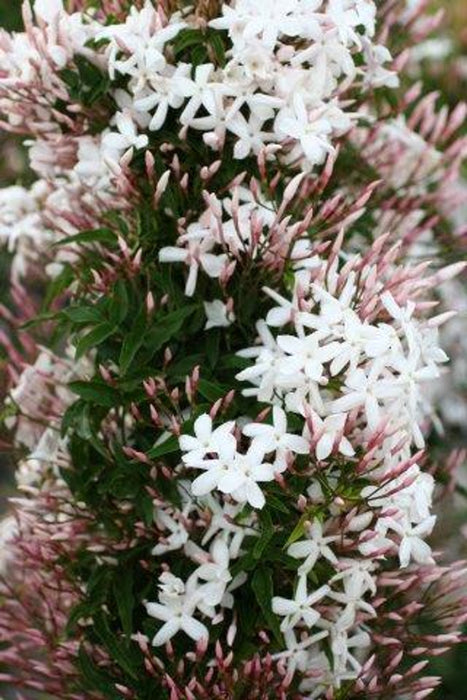 Pink Jasmine