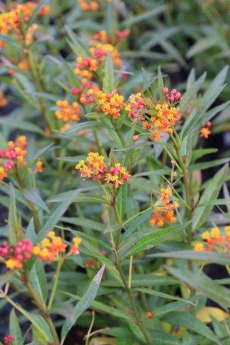 Tropical Milkweed