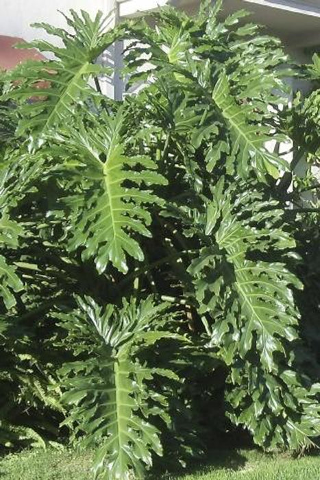 Lacy Tree Philodendron